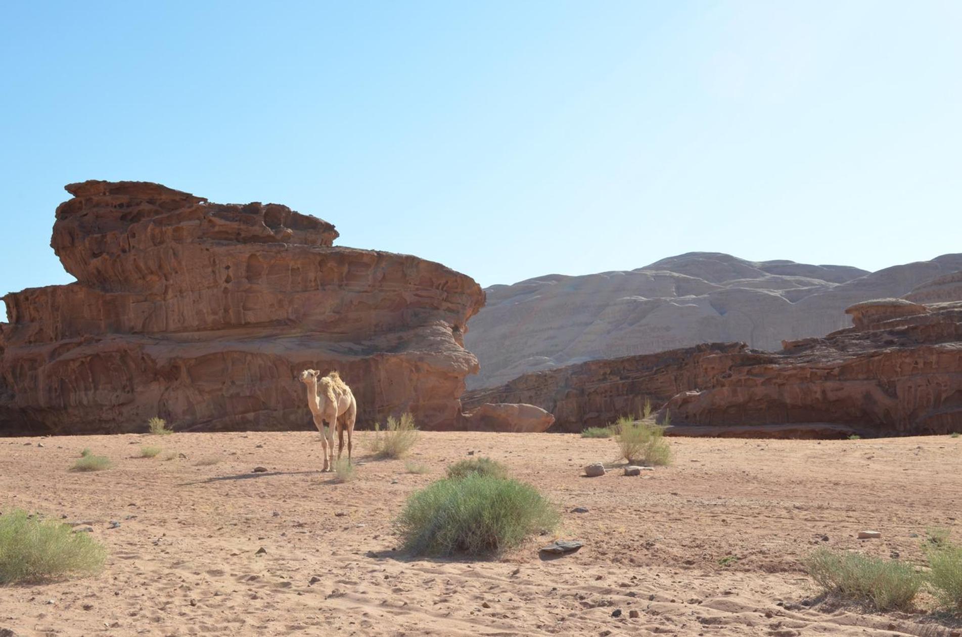 מלון Wadi Rum Caeser Camp מראה חיצוני תמונה